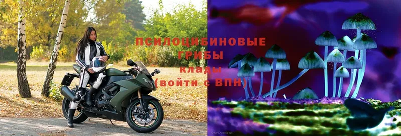 где найти   Невельск  Псилоцибиновые грибы Psilocybe 